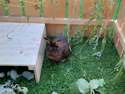 Kleintierausstellung